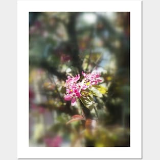 red Malus 'Radiant' crab apple blossoms #11 Posters and Art